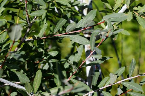 Korean willow