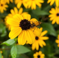 Chauliognathus pensylvanicus