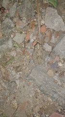 Rhinella granulosa
