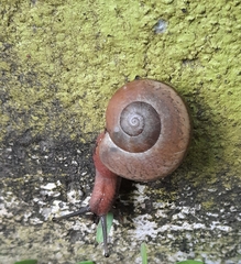 Ariophanta exilis