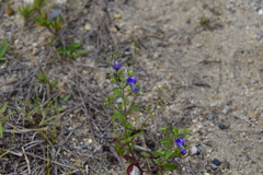 Trichostema dichotomum