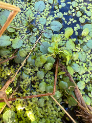 Plantae