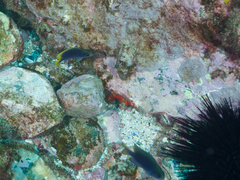 Pomacentrus coelestis