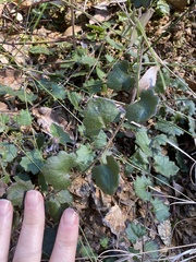 Goodenia rotundifolia