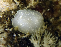 Cadlina