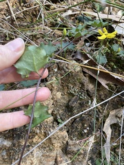 Goodenia rotundifolia