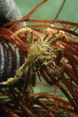 Telmessus cheiragonus