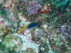 Pomacentrus coelestis