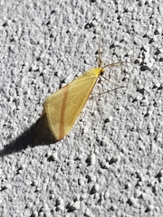 Rhodometra sacraria