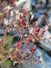 Micranthes ferruginea