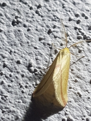 Rhodometra sacraria