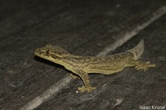 Thecadactylus solimoensis