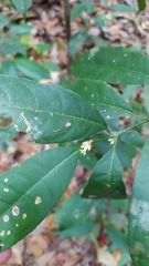 Ronabea latifolia