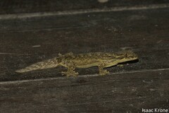 Thecadactylus solimoensis