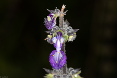 Coleus barbatus