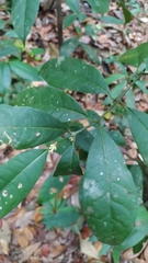 Ronabea latifolia