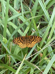 Boloria bellona