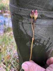 Primula frigida