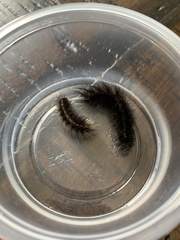 Spilosomina
