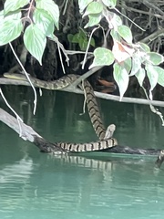 Nerodia rhombifer