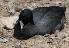 Fulica americana