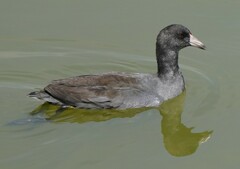 Fulica americana