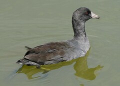 Fulica americana