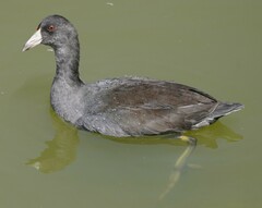 Fulica americana