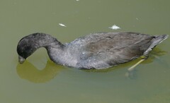 Fulica americana