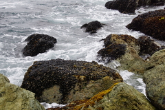 Mytilus californianus