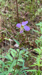 Rhexia virginica
