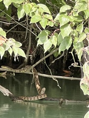 Nerodia rhombifer