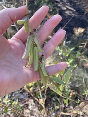 Crotalaria pallida