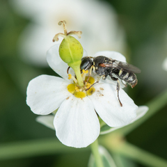 Oxybelus emarginatus