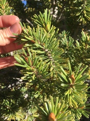 Pinus balfouriana austrina