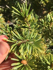 Pinus balfouriana austrina