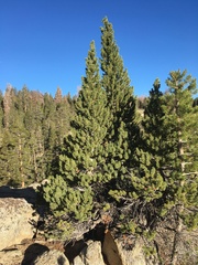 Pinus balfouriana austrina