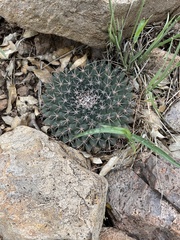 Mammillaria meiacantha