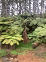Cyathea medullaris