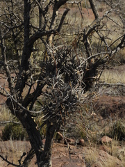 Tillandsia gilliesii