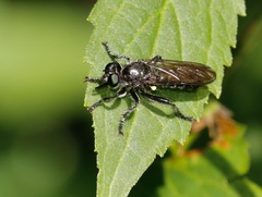Laphria canis