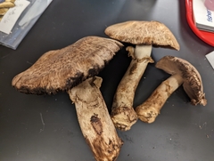 Agaricus amicosus