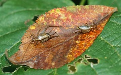 Anaxipha exigua