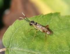 Cratichneumon
