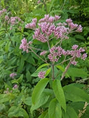 Eutrochium maculatum