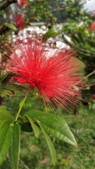 Calliandra haematocephala