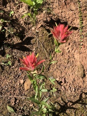 Castilleja miniata
