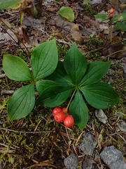 Cornus canadensis