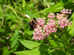 Xylocopa virginica
