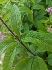 Eutrochium maculatum